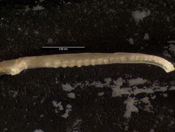 Media type: image;   Herpetology R-152481